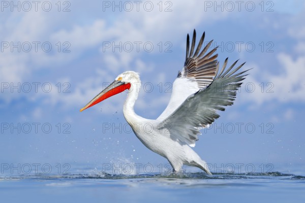 Bird in the water. Dalmatian pelican, Pelecanus crispus, landing in Lake Kerkini, Greece. Pelican with open wings. Wildlife scene from European nature