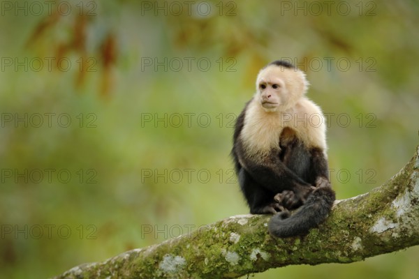 Wildlife of Costa Rica. Travel holiday in Central America. White-headed Capuchin, black monkey sitting on tree branch in the dark tropical forest