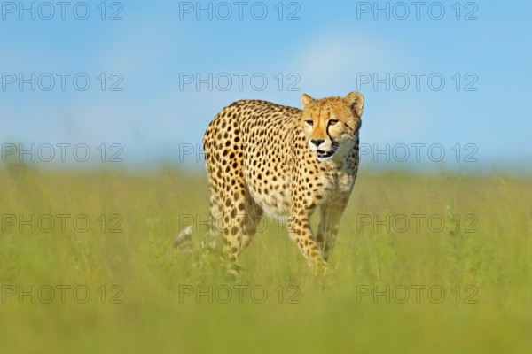 Cheetah, Acinonyx jubatus, walking wild cat. Fastest mammal on the land, Botswana, Africa. Cheetah in grass, blue sky with clouds. Spotted wild cat in nature habitat