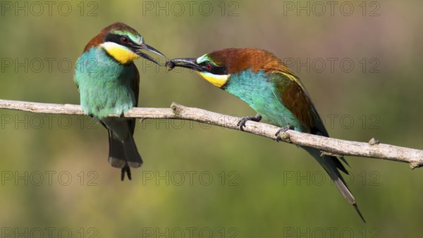 European Bee-eater (Merops apiaster) pair displaying, presentation of an insect as bridal gift, Saxony-Anhalt, Germany