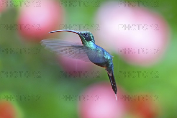 Green Hermit Phaethornis guy San Jose, Costa Rica 7 November Adult Male Trochillidae
