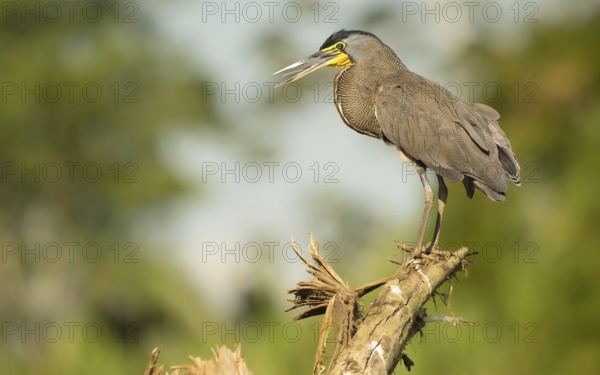 Nacktkehlreiher (Tigrisoma mexicanum), bare-throdet Tiger-heron