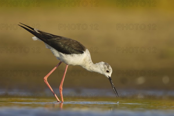 Black-winged Stilt (Himantopus himantopus) female foraging, North Rhine-Westphalia, Germany