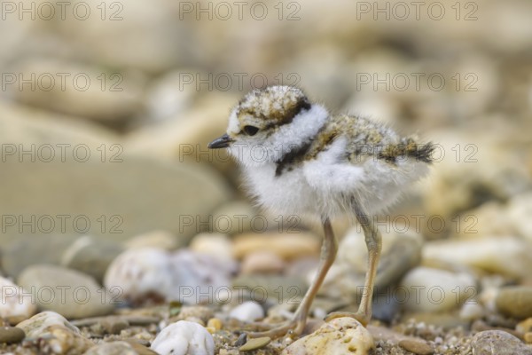 Little Ringed Plover (Charadrius dubius) chick, North Rhine-Westphalia, Germany