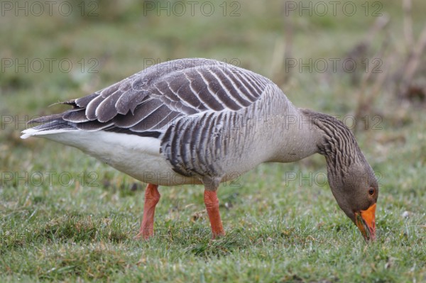 Greylag Goose (Anser anser) foraging, Netherlands