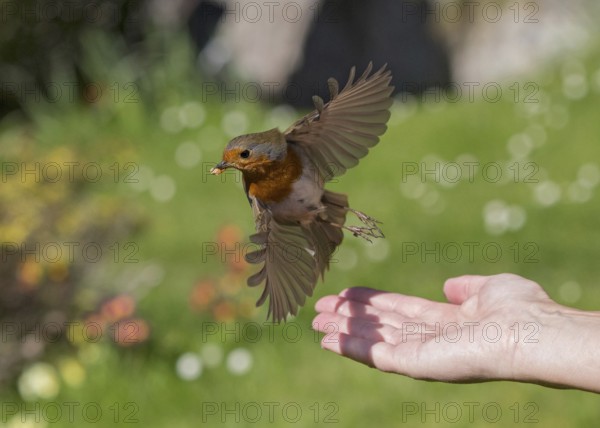 European Robin (Erithacus rubecula) feeding on mealworms from hand, Wales, United Kingdom