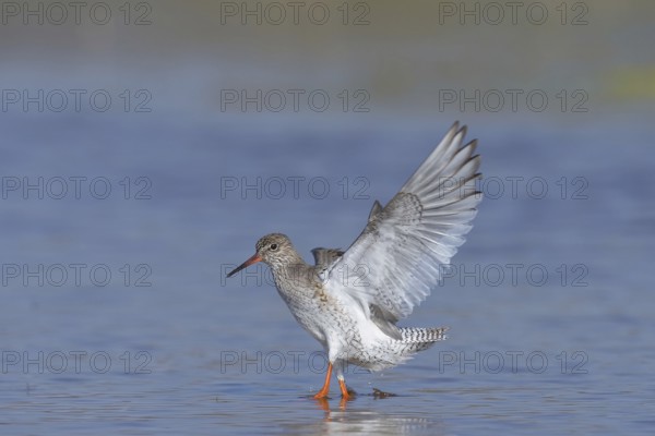 Rotschenkel (Tringa totanus) Common Redshank