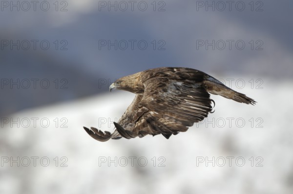 Steinadler; lat. Aquila chrysaetos; Altvogel; adult; im Aktivflug bei Sonnenschein über einem verschneiten Hang; Seitenansicht; Balkangebirge in Bulgarien