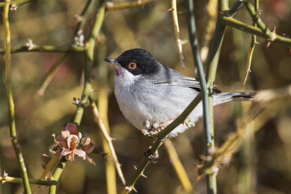 Sardinian Warbler (Sylvia melanocephala) male perched on a branch, Eilat, Israel