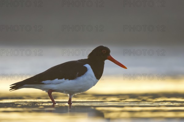 Eurasian Oystercatcher (Haematopus ostralegus), North Rhine-Westphalia, Germany