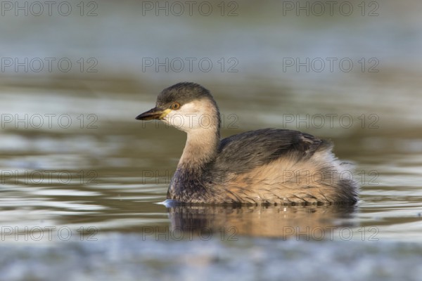 Australasian Grebe (Tachybaptus novaehollandiae), Victoria, Australia