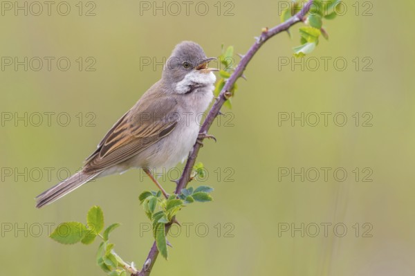 Common Whitethroat (Sylvia communis) male singing, perched on a twig, Poland