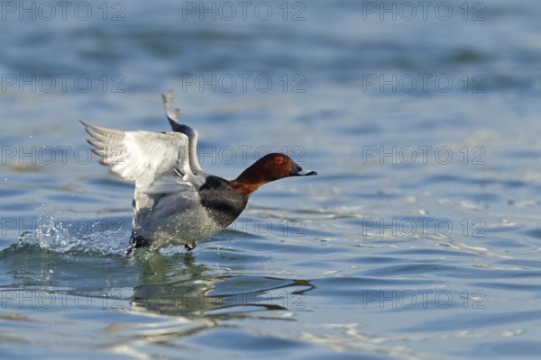 Common Pochard (Aythya ferina) male flying, Baden-Wuerttemberg, Germany