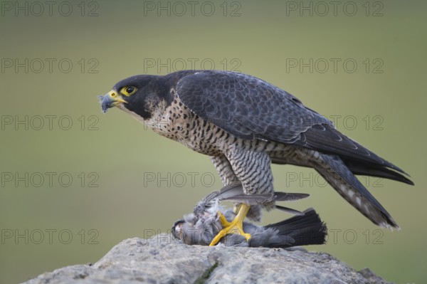 Peregrine Falcon (Falco peregrinus) female, Saxony, Germany