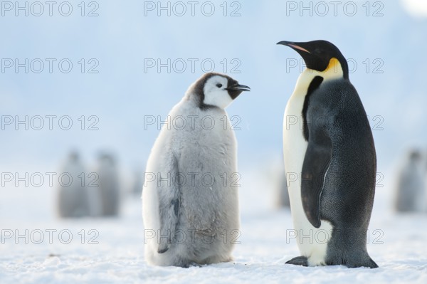 Emperor Penguin (Aptenodytes forsteri) with juvenile, Queen Maud Land, Antarctica