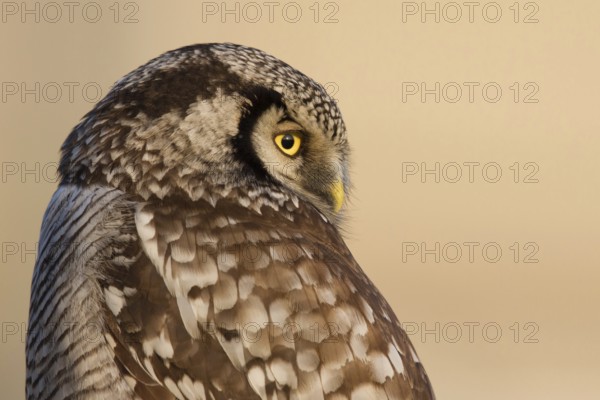Northern Hawk-Owl (Surnia ulula), Zwolle, Netherlands