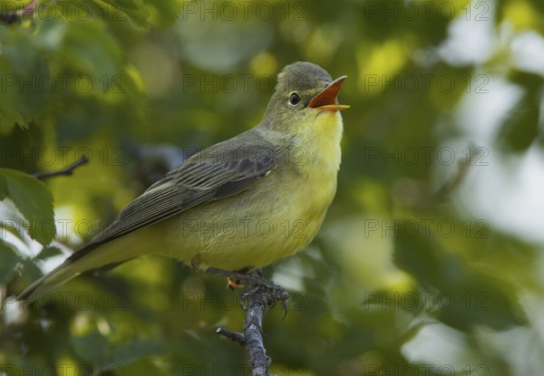 Icterine Warbler (Hippolais icterina) singing, Mecklenburg-Western Pomerania, Germany