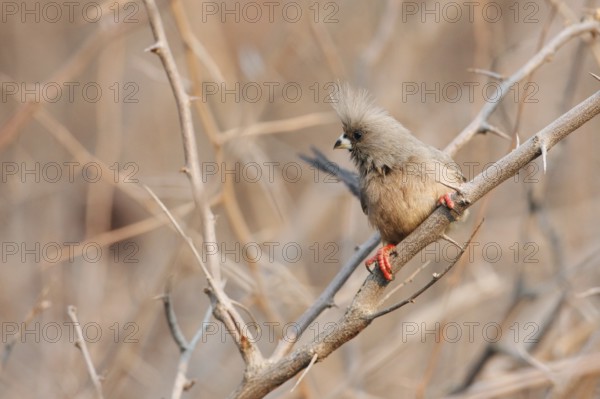 White-backed Mousebird (Colius colius), Namibia