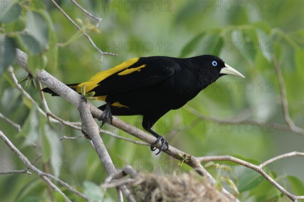 Yellow-rumped Cacique (Cacicus cela), Pantanal, Brazil