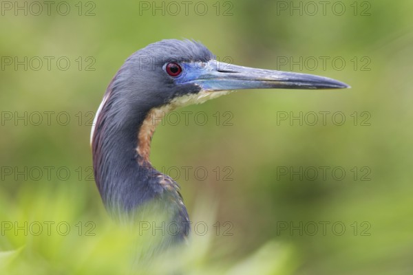 Tricolored Heron (Egretta tricolor), Florida, USA