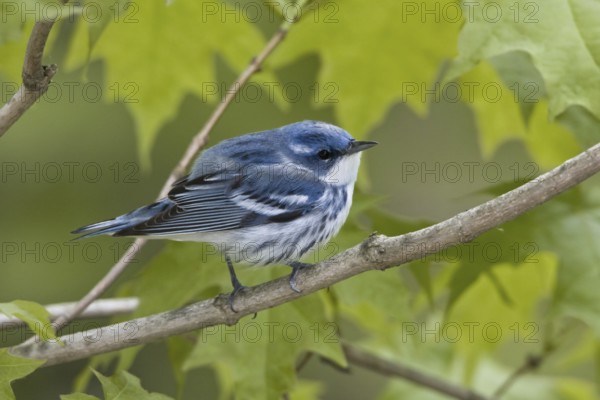 Cerulean Warbler (Setophaga cerulea), Ontario, Canada
