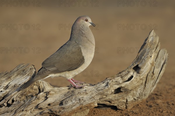 White-tipped Dove (Leptotila verreauxi), Texas, USA