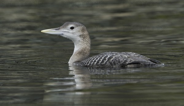 Yellow-billed Loon (Gavia adamsii), British Columbia, Canada