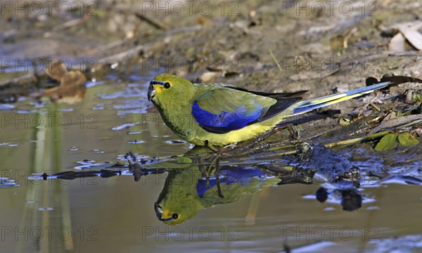 Blue-winged Parrot (Neophema chrysostoma), Victoria, Australia