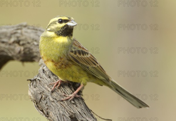 Cirl Bunting (Emberiza cirlus), Rhineland-Palatinate, Germany
