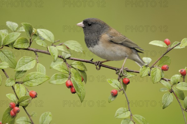 Oregon Junco (Junco hyemalis oreganus), British Columbia, Canada