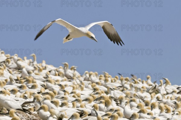 Northern Gannet (Morus bassanus), Quebec, Canada