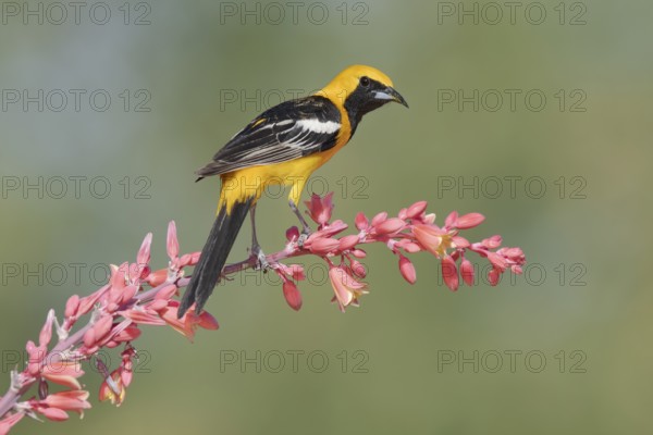 Hooded Oriole (Icterus cucullatus) male perched on a flowering branch, Arizona, USA