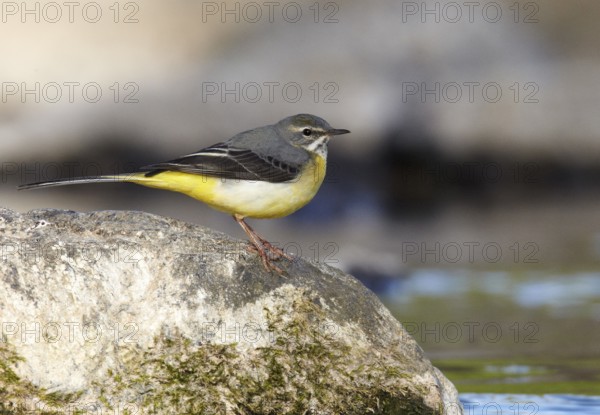 Grey Wagtail (Motacilla cinerea) male, Mecklenburg-Western Pomerania, Germany