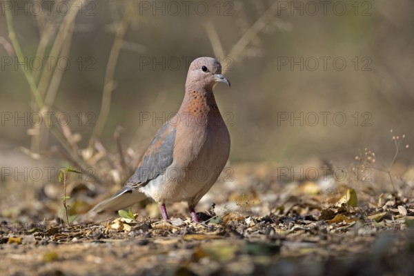 Laughing Dove (Spilopelia senegalensis), South Africa