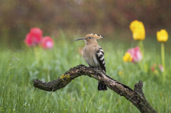 Eurasian Hoopoe (Upupa epops) perched on an old branch in a flowering meadow, Saxony-Anhalt, Germany