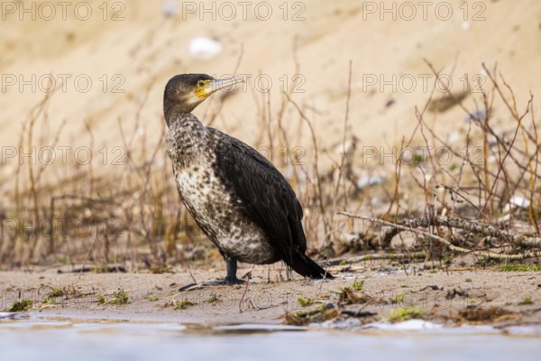 Great Cormorant (Phalacrocorax carbo), North Rhine-Westphalia, Germany