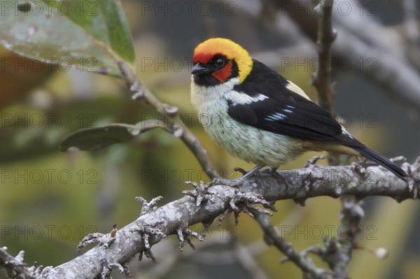 Flame-faced Tanager (Tangara parzudakii), Abra Patricia Protected Area, Peru