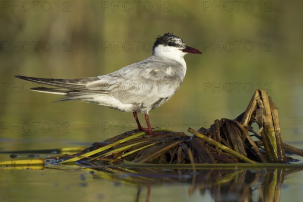 Whiskered Tern (Chlidonias hybrida), Seville, Spain