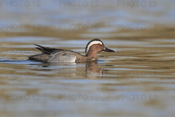 Garganey (Spatula querquedula) male, Aargau, Switzerland