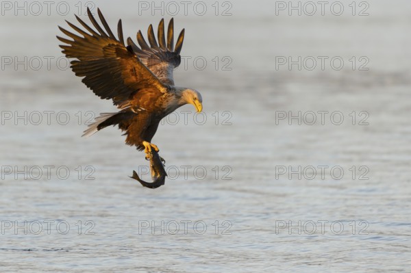 White-tailed Eagle (Haliaeetus albicilla) flying, Nord-Trondelag, Norway