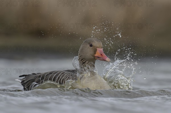 Greylag Goose (Anser anser), Schleswig-Holstein, Germany