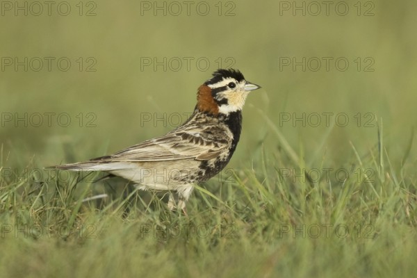Chestnut-collared Longspur (Calcarius ornatus), Montana, USA