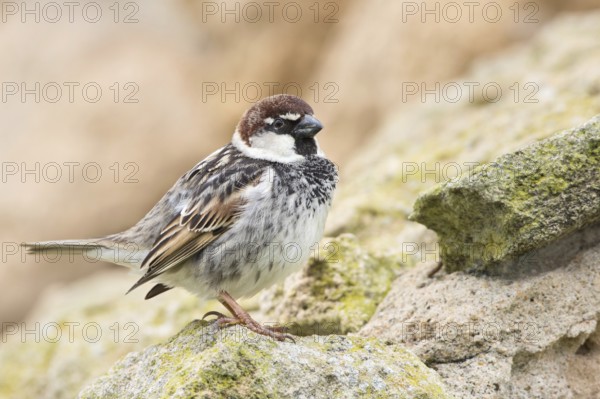 Spanish Sparrow (Passer hispaniolensis) male, Sardinia, Italy