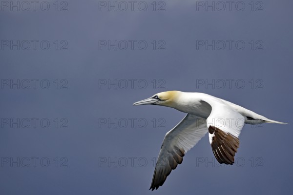 A gannet in flight against a blue sky, boat trip, Noss, Shetland Islands, Scotland, Great Britain