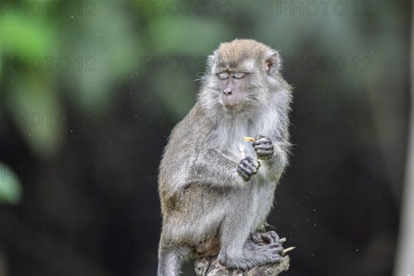Javanese monkey (Macaca fascicularis), Kota Kinabatangan, Sabah, Malaysia