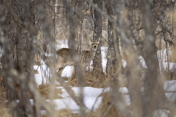 Hokkaido sika deer (Cervus nippon yesoensis), in the forest, in the snow, Tsurui, Akan district, Hokkaido, Japan
