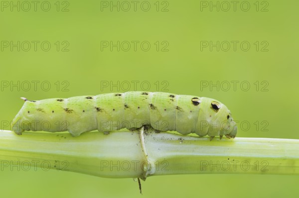 Elephant hawk-moth (Deilephila elpenor), caterpillar, North Rhine-Westphalia, Germany