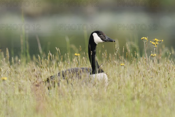 Canada goose (Branta canadensis) standing in a meadow, North Rhine-Westphalia, Germany