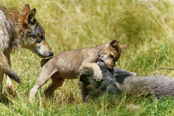 A wolf pup playfully interacts with a lying wolf in a meadow, Timberwolf, wolf, American wolf, (Canis lupus lycaon), pup, Germany