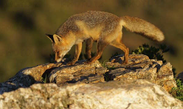 Red fox (Vulpes vulpes) in early morning light on a rock, Sierra de San Pedro, Extremadura, Spain